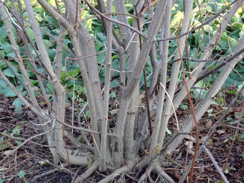 Pimpernuss (Staphylea pinnata)