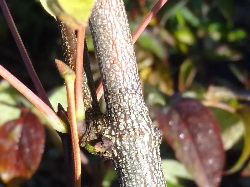Pimpernuss (Staphylea pinnata)