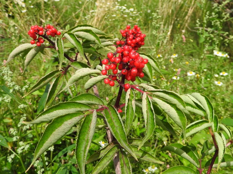Roter Traubenholunder (Sambucus racemosa)