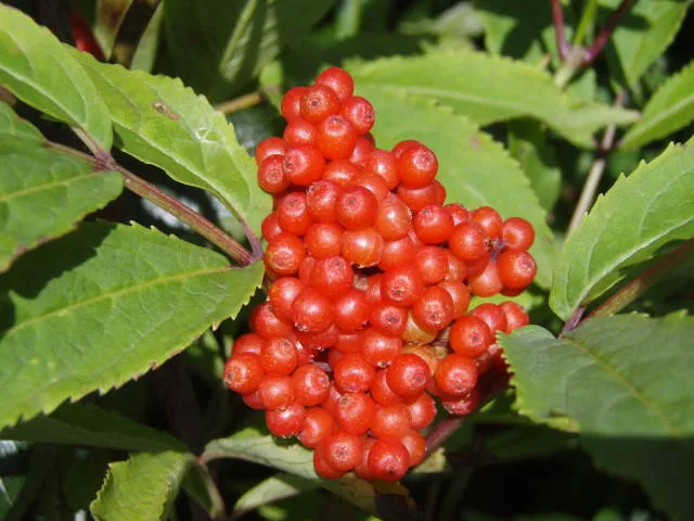 Roter Traubenholunder (Sambucus racemosa)