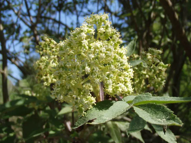 Roter Traubenholunder (Sambucus racemosa)
