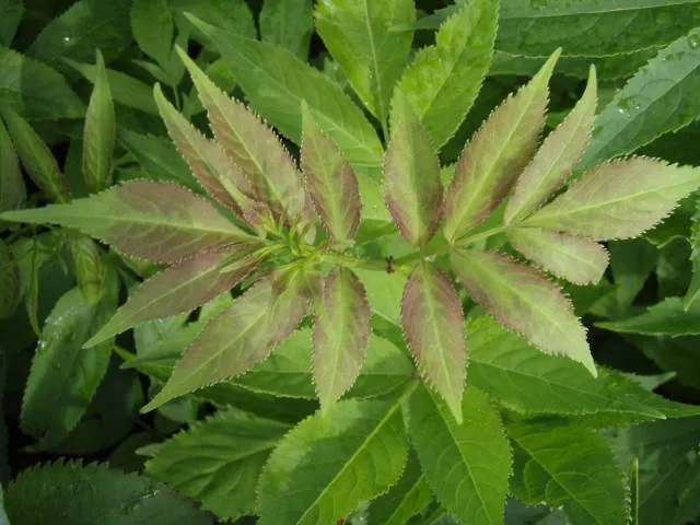 Roter Traubenholunder (Sambucus racemosa)
