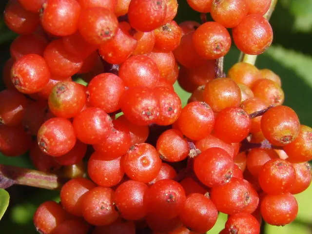 Roter Traubenholunder (Sambucus racemosa)