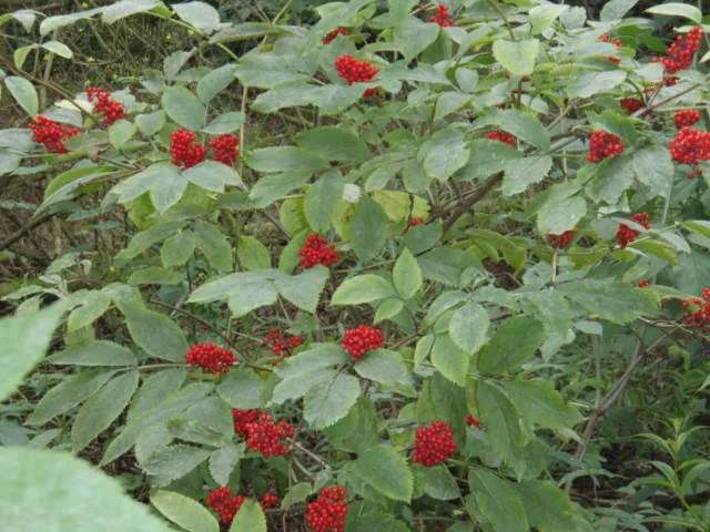 Roter Traubenholunder (Sambucus racemosa)