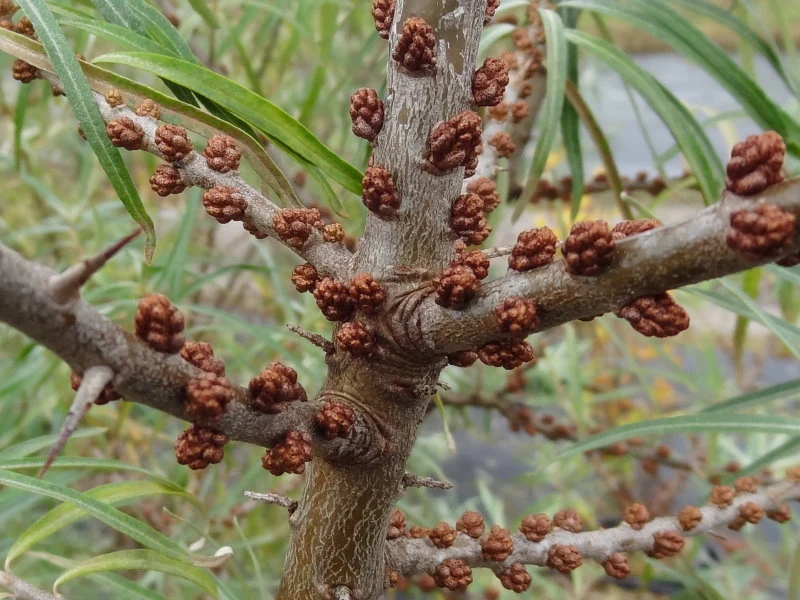 Sanddorn 'männlich' "Pollmix" (Hippophae rhamnoides)
