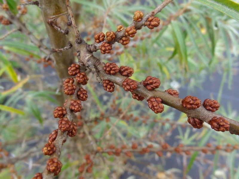 Sanddorn 'männlich' "Pollmix" (Hippophae rhamnoides)