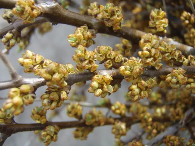 Sanddorn 'männlich' "Pollmix" (Hippophae rhamnoides)