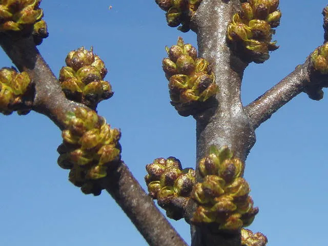 Sanddorn 'männlich' "Pollmix" (Hippophae rhamnoides)