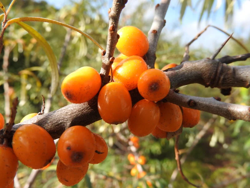 Sanddorn 'weiblich' "Leikora" (Hippophae rhamnoides)