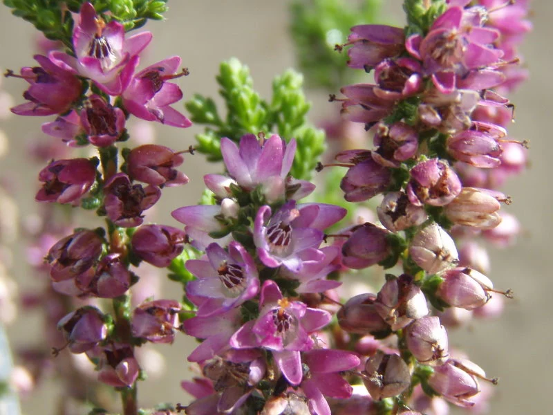 Sommerheide 'Naturform' (Calluna vulgaris)