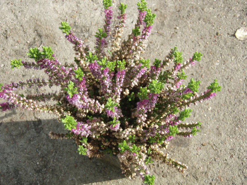 Sommerheide 'Naturform' (Calluna vulgaris)
