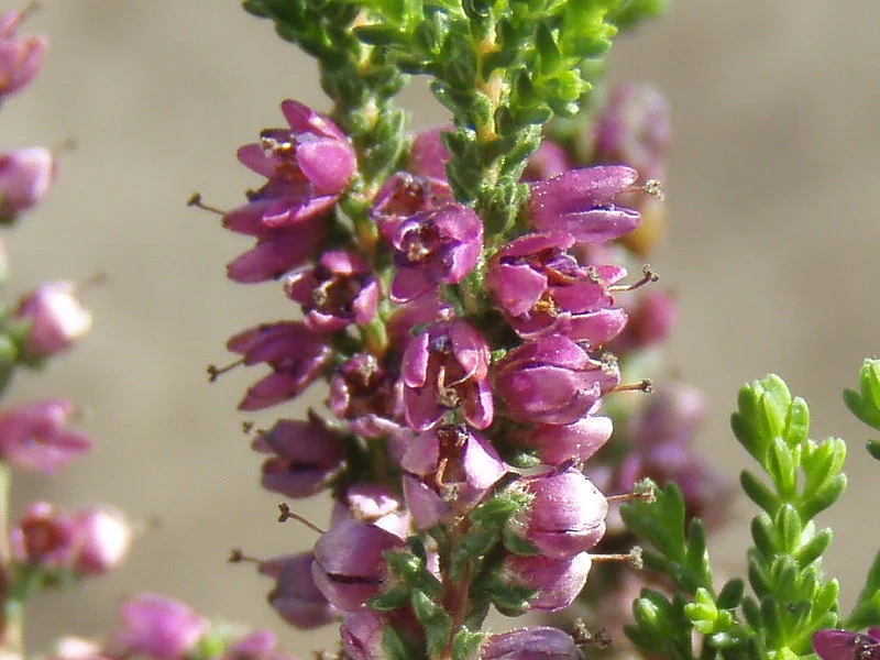 Sommerheide 'Naturform' (Calluna vulgaris)