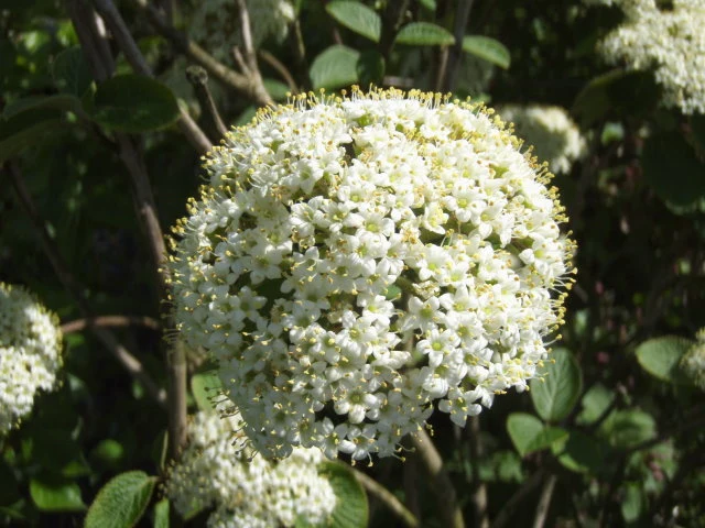 Wolliger Schneeball (Viburnum lantana)