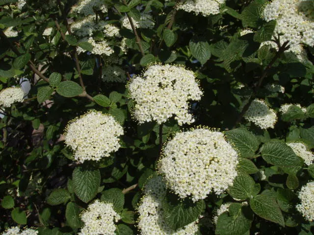 Wolliger Schneeball (Viburnum lantana)