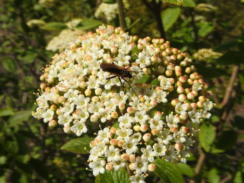 Wolliger Schneeball (Viburnum lantana)