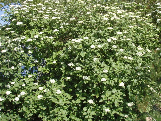 Wolliger Schneeball (Viburnum lantana)