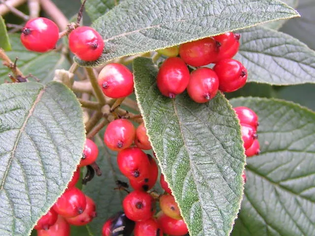 Wolliger Schneeball (Viburnum lantana)