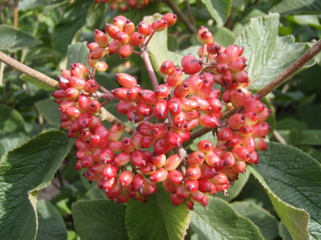 Wolliger Schneeball (Viburnum lantana)