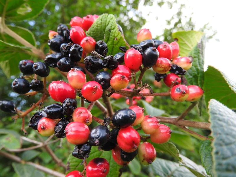 Wolliger Schneeball (Viburnum lantana)