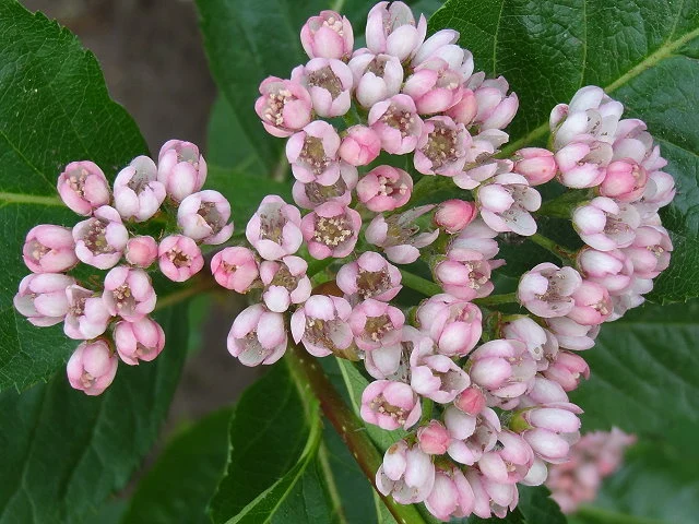 Zwergmehlbeere (Sorbus chamaemespilus)