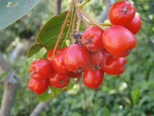 Zwergmehlbeere (Sorbus chamaemespilus)