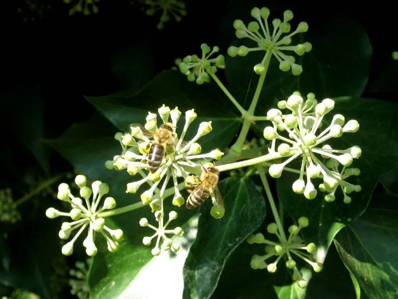 Efeu (Hedera helix)