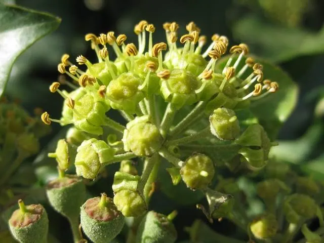 Efeu (Hedera helix)