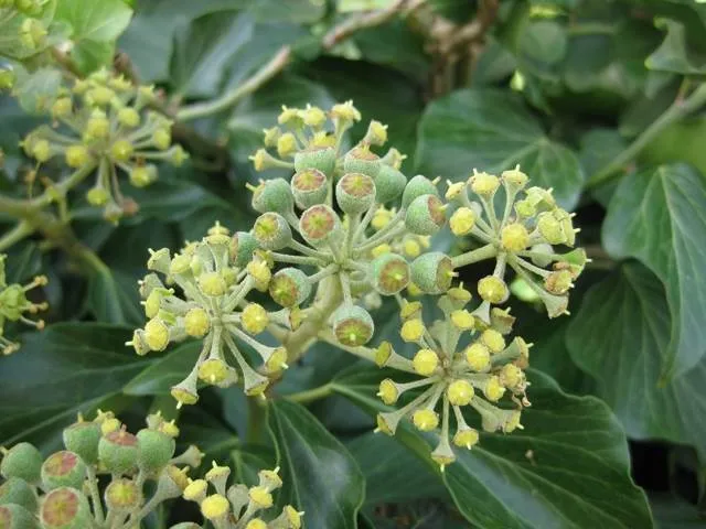 Efeu (Hedera helix)