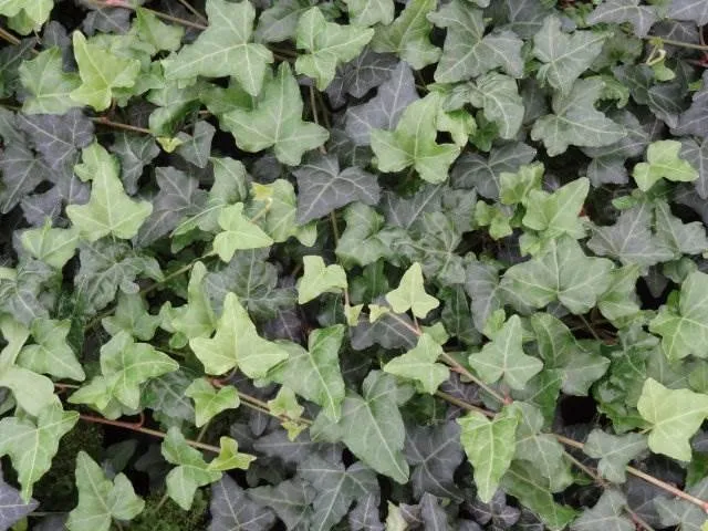 Efeu (Hedera helix)
