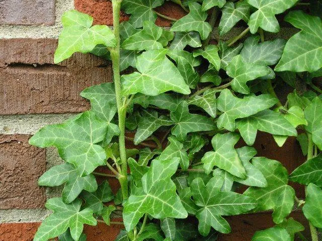 Efeu (Hedera helix)