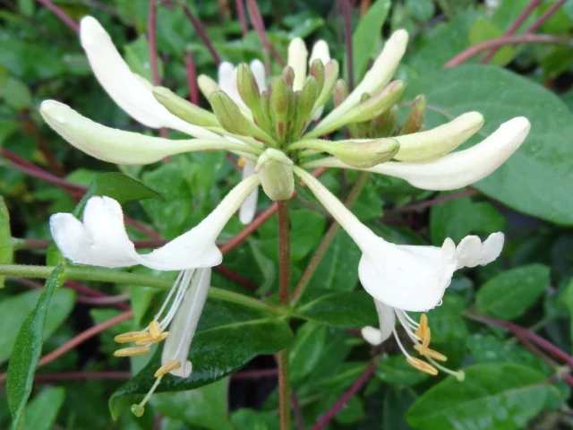 Heimisches Waldgeißblatt (Lonicera periclymenum)