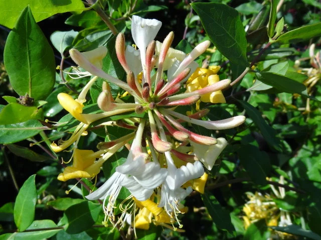 Heimisches Waldgeißblatt (Lonicera periclymenum)
