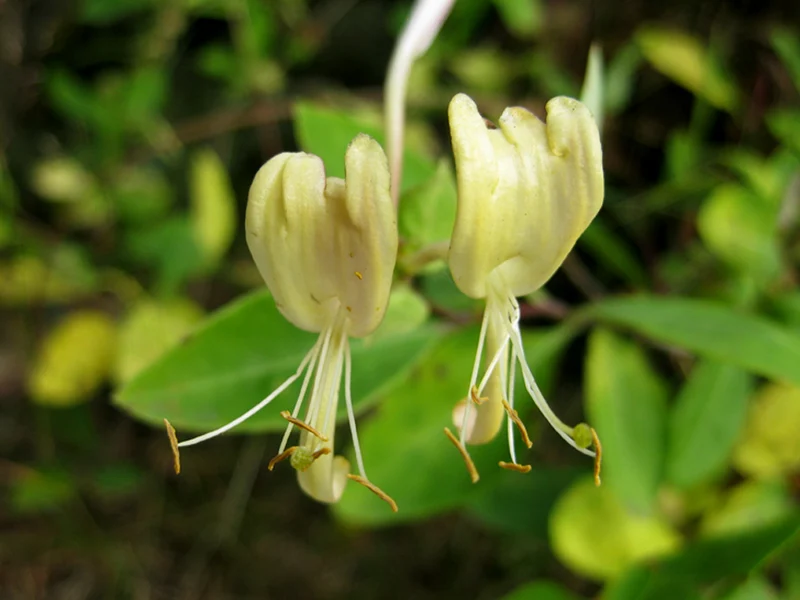 Heimisches Waldgeißblatt (Lonicera periclymenum)