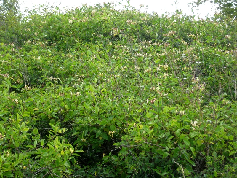 Heimisches Waldgeißblatt (Lonicera periclymenum)