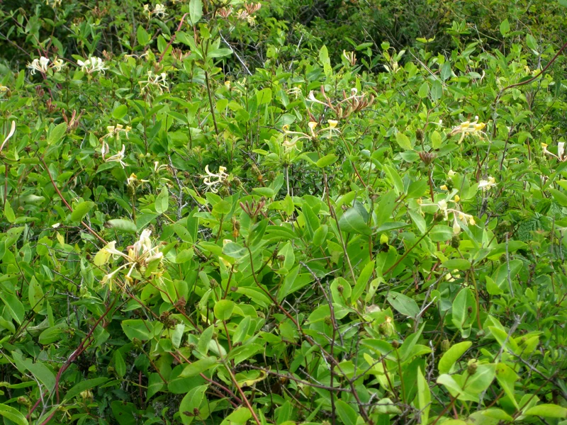 Heimisches Waldgeißblatt (Lonicera periclymenum)