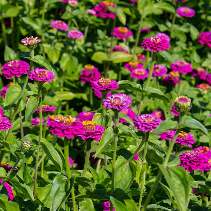 Zinnie - Lilliput Purple Gem