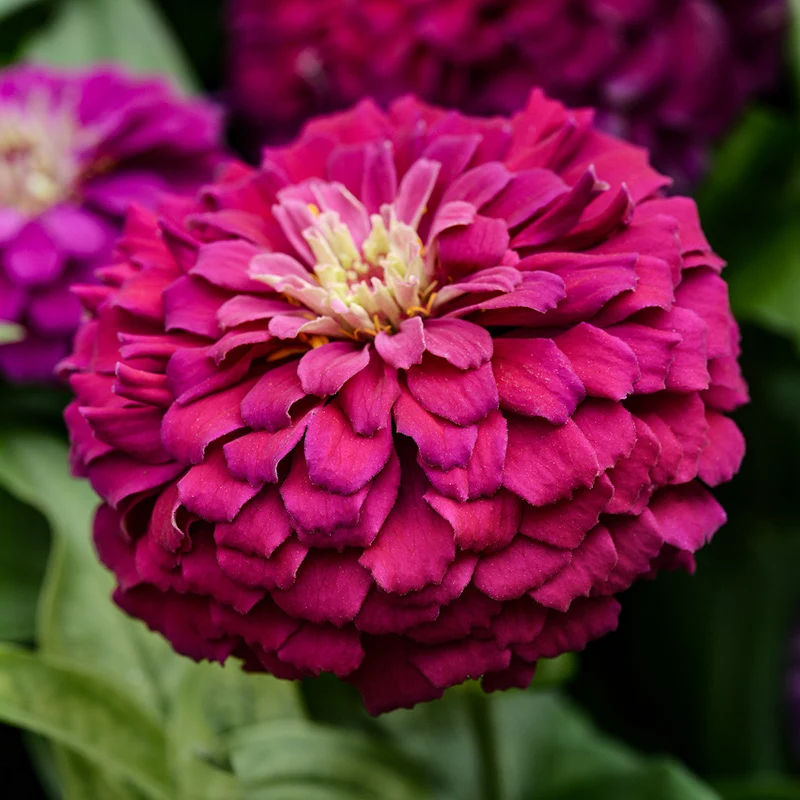 Zinnie - Zesty™ Purple
