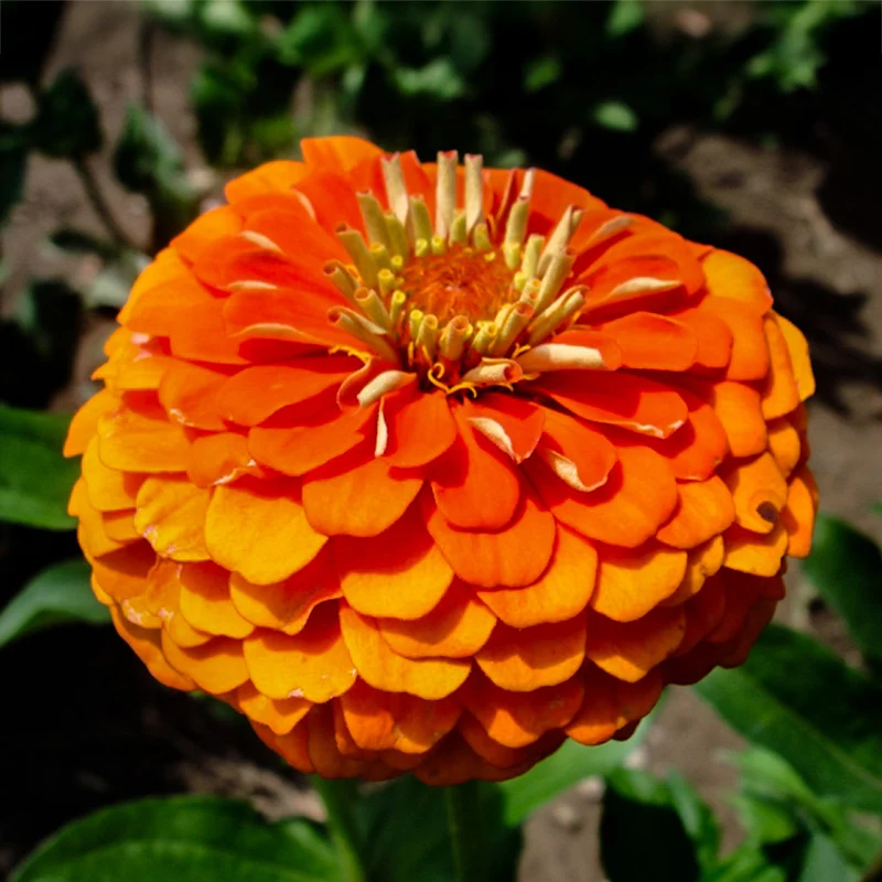 Zinnie - Queen Pure orange