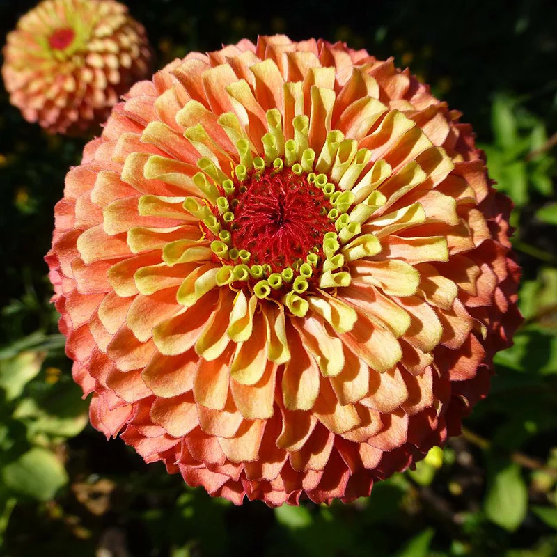 Zinnie - Queen Lime orange