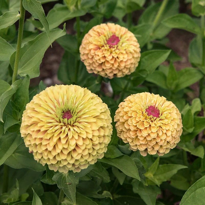 Zinnie - Queen Lime with Blush