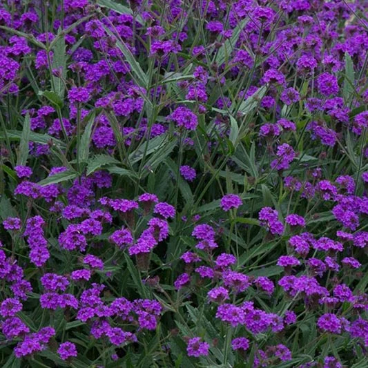 Eisenkraut - Santos Purple