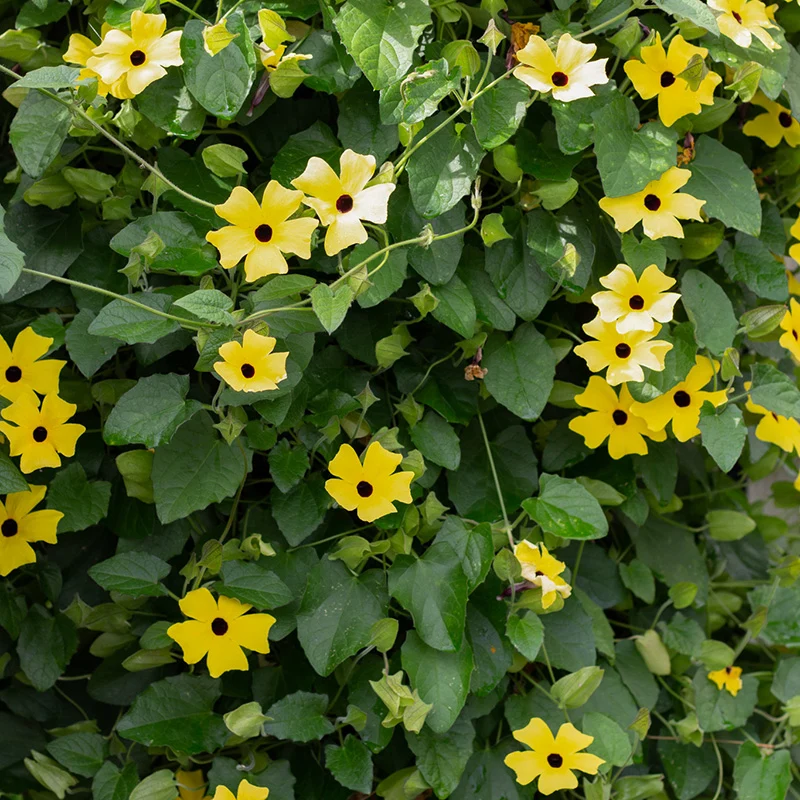 Schwarzäugige Susanne - Gelb