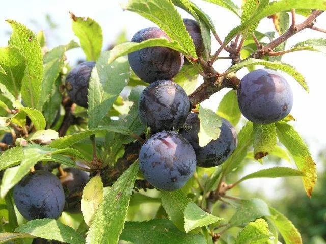 Schlehdorn (Prunus spinosa)
