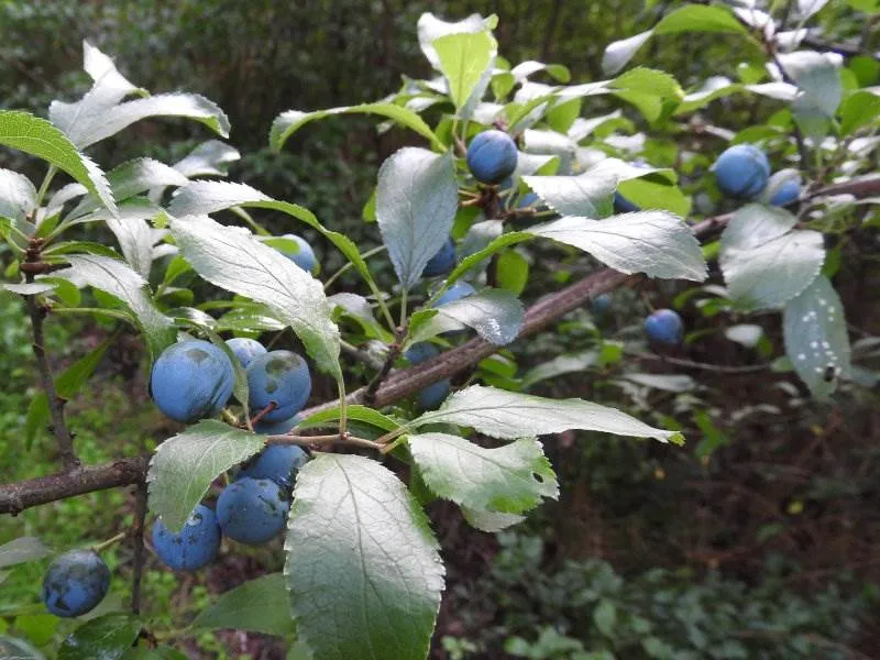 Schlehdorn (Prunus spinosa)