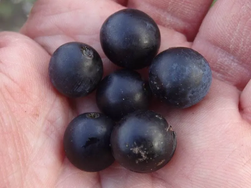 Schlehdorn (Prunus spinosa)