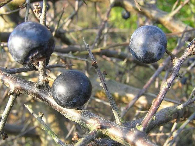 Schlehdorn (Prunus spinosa)