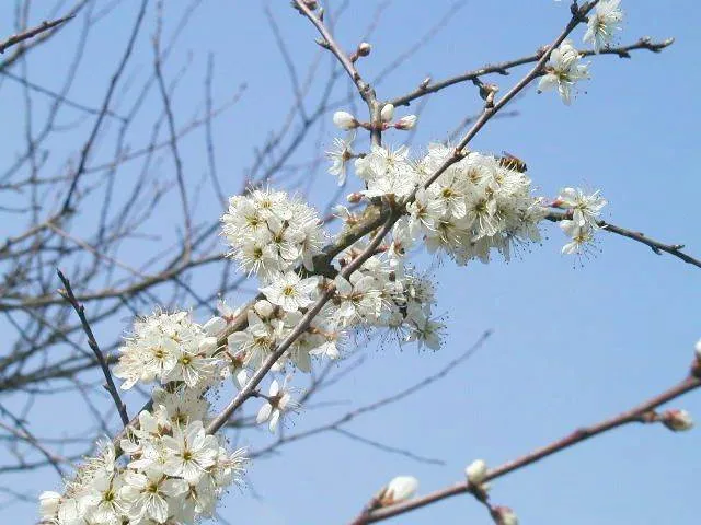 Schlehdorn (Prunus spinosa)