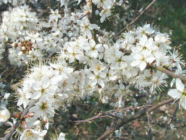 Schlehdorn (Prunus spinosa)