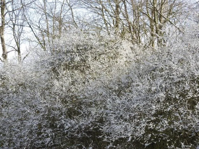 Schlehdorn (Prunus spinosa)