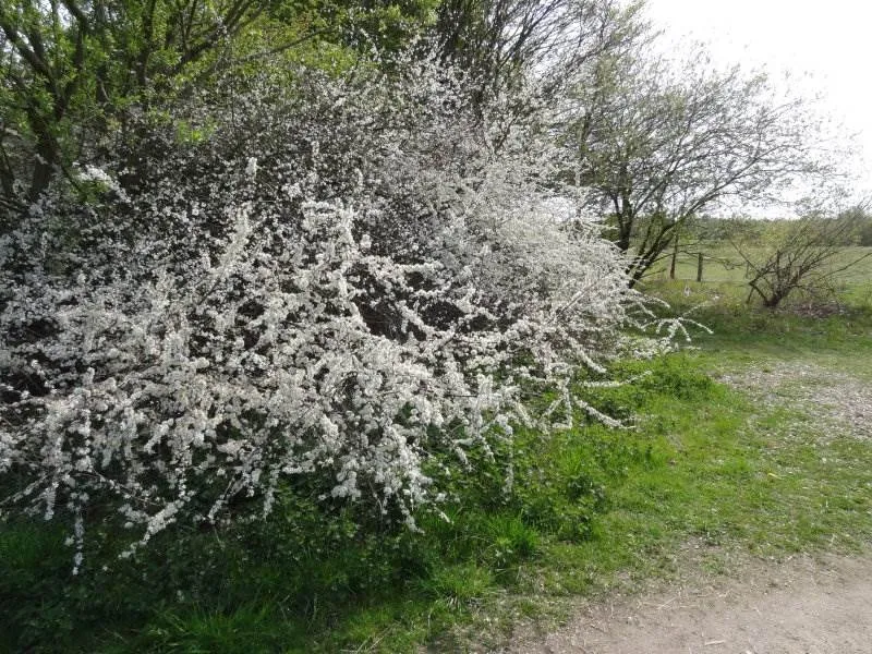 Schlehdorn (Prunus spinosa)
